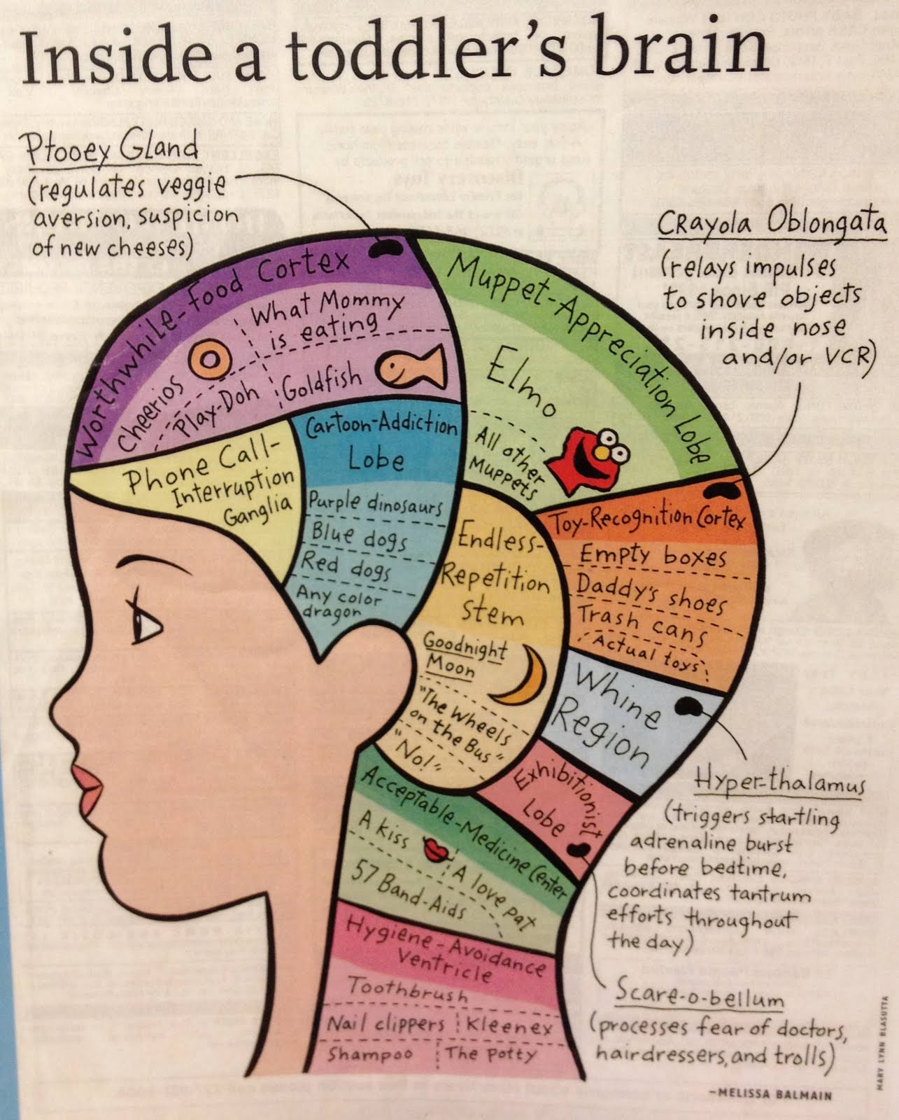 Inside A Toddler U2019s Brain
